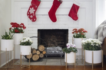 WHITE & GOLD PLANTERS / B535