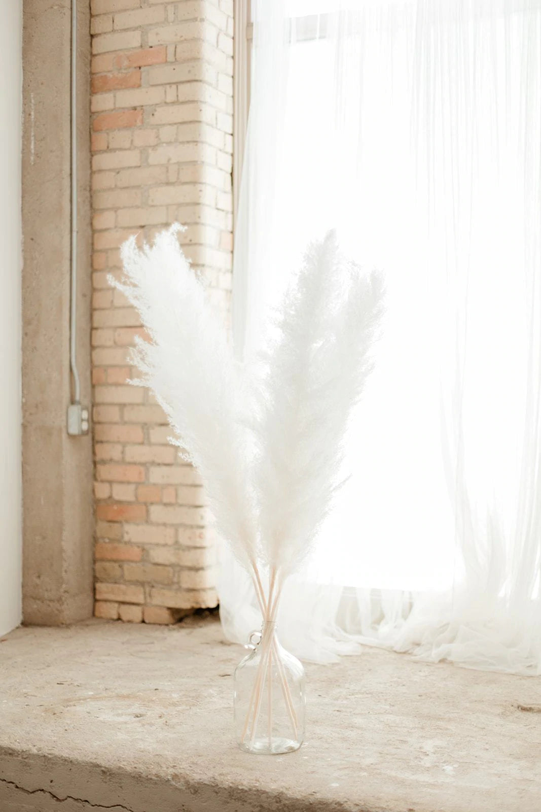 LARGE PAMPAS