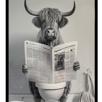 HIGHLAND COW READING NEWSPAPER / K54819 *