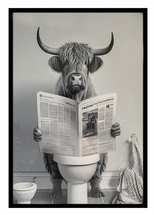 HIGHLAND COW READING NEWSPAPER / K54819