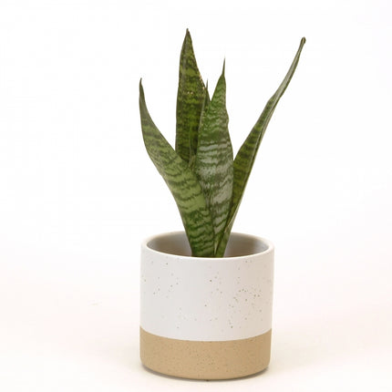 LARGE WHITE SPECKLE POT / B3642 *