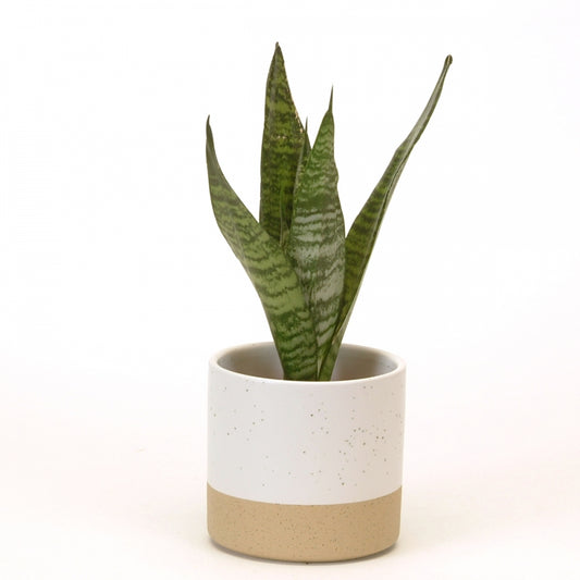 LARGE WHITE SPECKLE POT / B3642 *